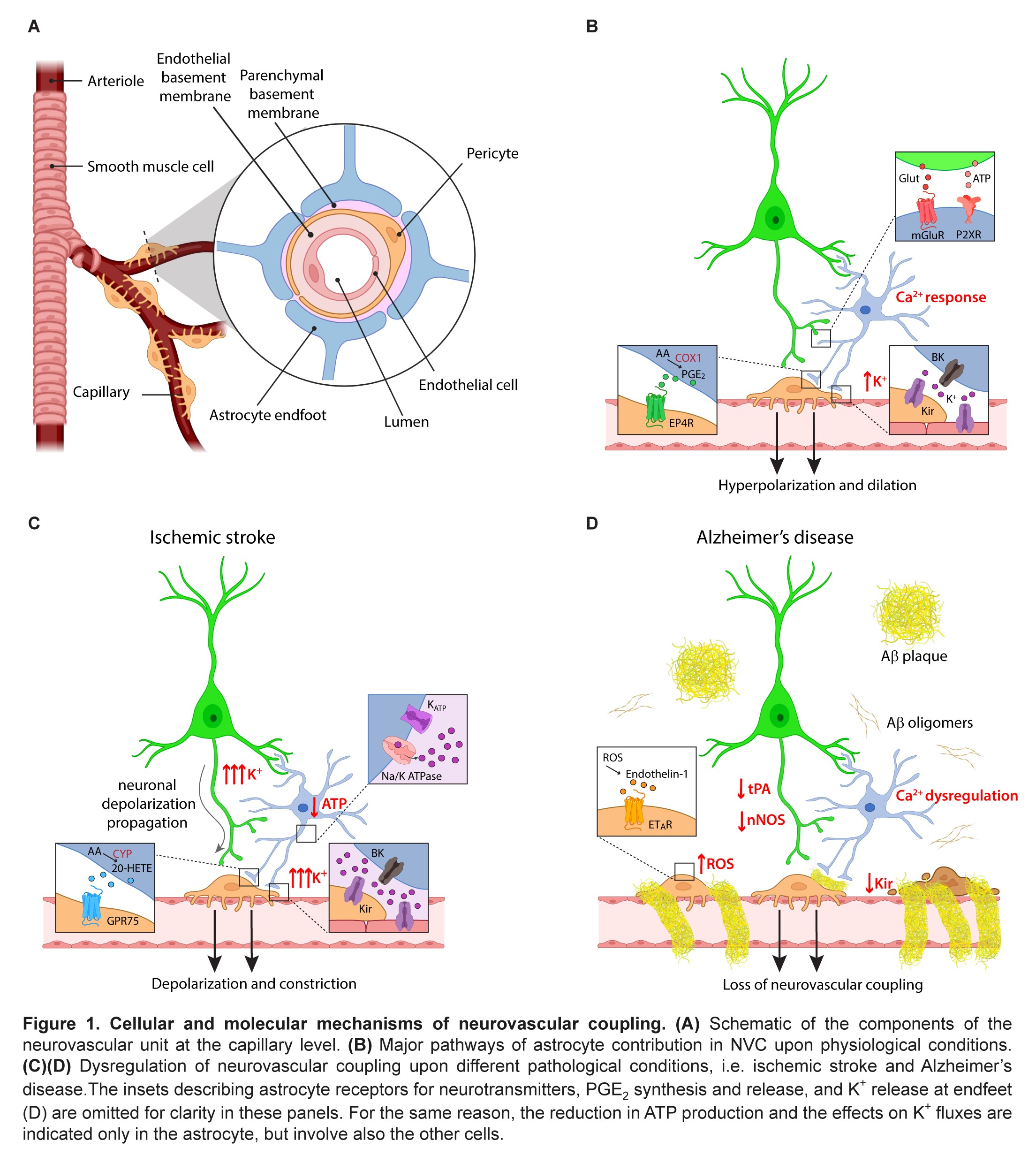Two decades of astrocytes in neurovascular coupling